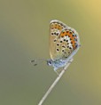 /album/macro-fotografie/img-9035b-jpg/